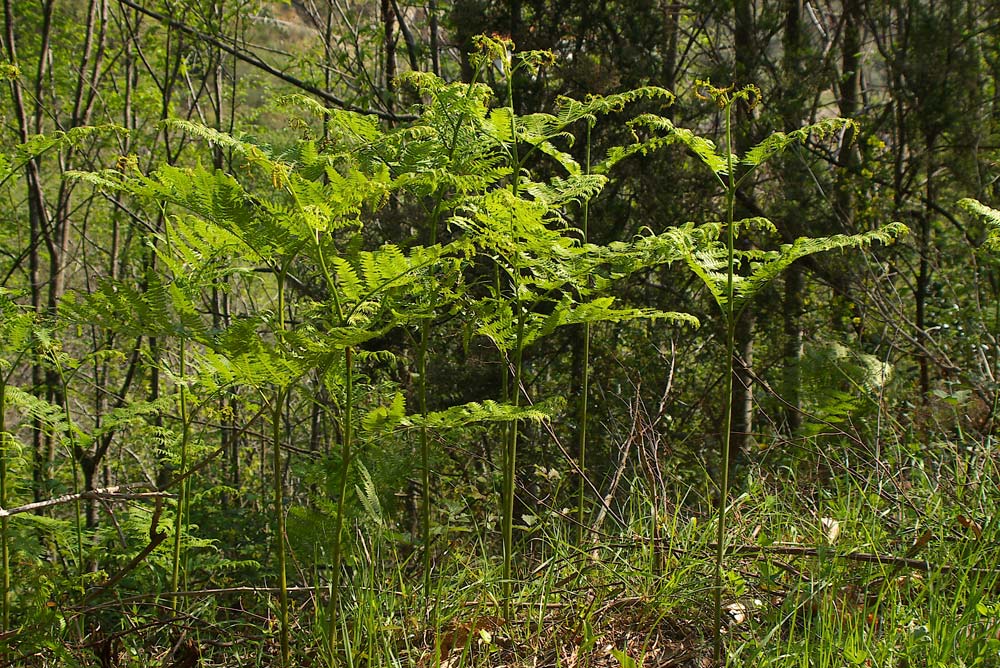 Pteridium aquilinum